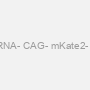 pmU6- gRNA- CAG- mKate2- T2A- Bsd